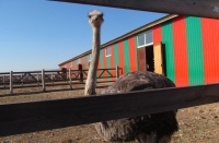 Более 30 студентов ЧИ БГУЭП побывали на страусиной ферме